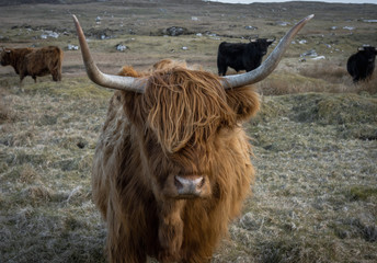 Highland cow in the Outer Hebrides