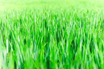 Green grass background. Spring field. Banner. Selective focus, blurred background.