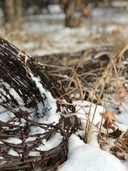 snow on the grass
