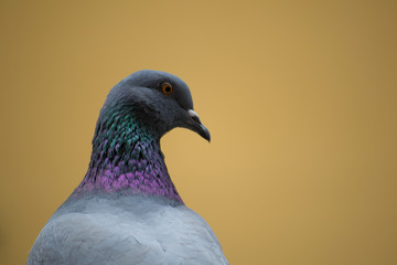 collection of photographs of city pigeon