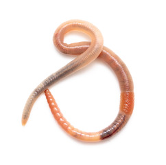 Earthworm on a white background.