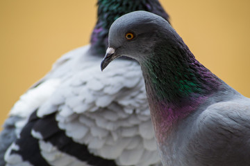 collection of photographs of city pigeon