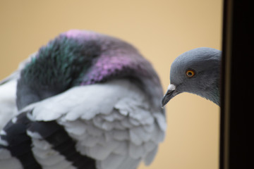 collection of photographs of city pigeon