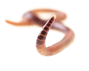 Earthworm on a white background.