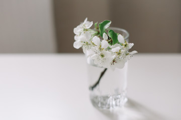 Spring still life. branch with white flowers of cherry in a vase on white background. Place for text. Concept of spring or mom day