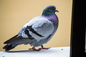 collection of photographs of city pigeon