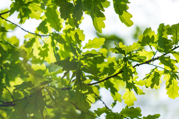 Green oak leaves in the park