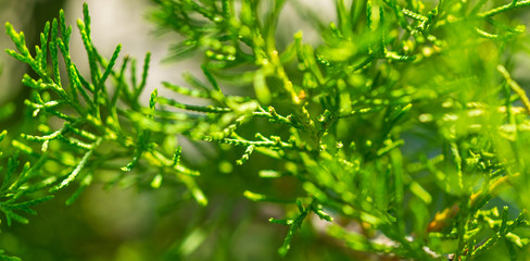 Green thuja conifer tree branch in the park