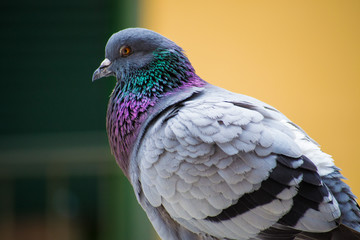 collection of photographs of city pigeon