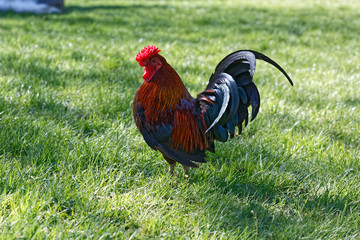 Beau coq gaulois à double crêtes