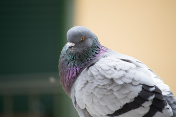 collection of photographs of city pigeon