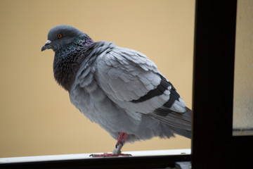 collection of photographs of city pigeon