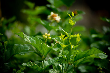 Jasmine is about to bloom, young buds are splitting young leaves.