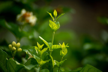Jasmine is about to bloom, young buds are splitting young leaves.