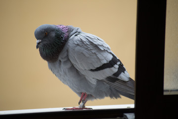 collection of photographs of city pigeon
