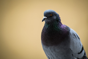 collection of photographs of city pigeon