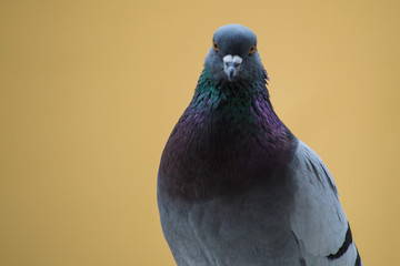collection of photographs of city pigeon