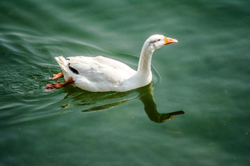 ducks swimming in the water in Beautiful Bhimtal lake of Nainital Uttarakhand
