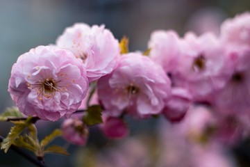 Fototapeta na wymiar Różowe kwiaty Sakury w skali makro.