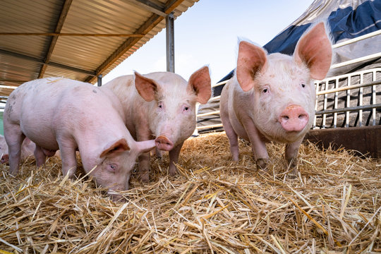 Bio - Schweinehaltung - Schwein spielen im Stroh einer Aussenbucht.