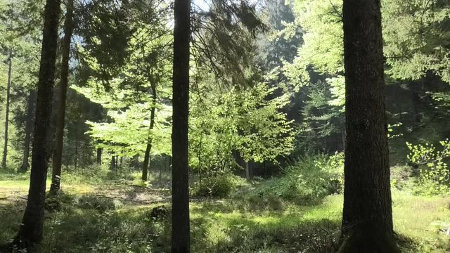 suoni colori della primavera prealpina