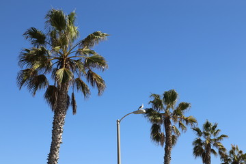 Palm trees in a row, with seagull on street light