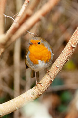 Robin in tree