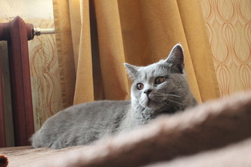  Lazy British cat in its place