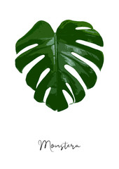 Decorative monstera leaf isolated on white background poster vector illustration © Liaurinko