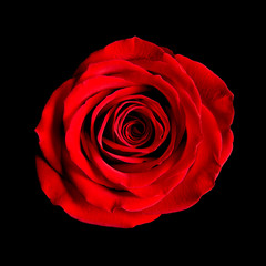 large perfect red single rose