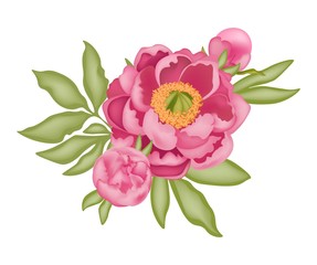 Pink peony with buds and green leaves isolated on a white background, stock vector illustration with 3D effect