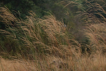 sand dunes and grass