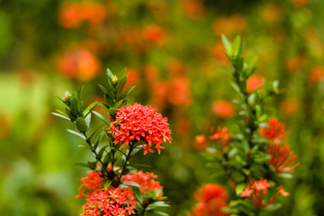 Victoria Botanical Gardens in Mahe, Seychelles
