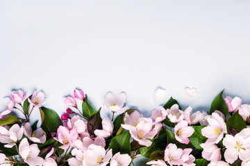 Blooming apple trees border. Beautiful blooming spring background with copy space