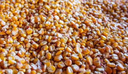 Corn seed background