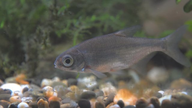Young bream swims in the aquarium. Freshwater river fish in an aquarium. Selective focus