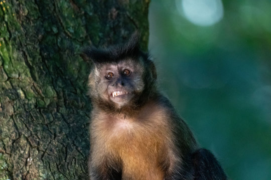 Capuchin monkey in nature