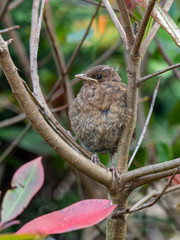 Juvenile black bird (Turdus merula)