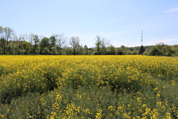 Rapsfeld