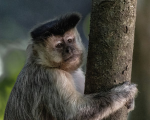 Capuchin monkey in nature