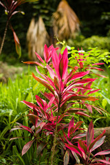 Fototapeta premium Victoria Botanical Gardens in Mahe, Seychelles