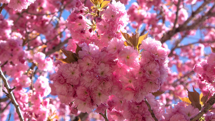 YAEZAKURA : A type of cherry blossom in Japan. Sakura. 