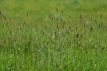 green grass background