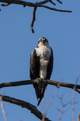 osprey on a branch