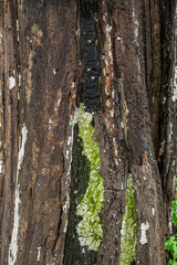 Wood texture background 