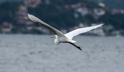 Great Egret in nature