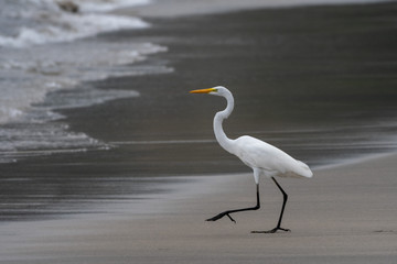 Great Egret in nature