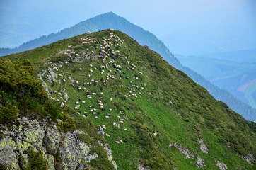 Herd of sheep grazing on a green meadow in the mountains. Beautiful nature mountain scenery, the Carpathian Mountains, Marmarosy ridge, Ukraine