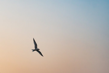 Fototapeta na wymiar seagull flying with beautiful sky behind