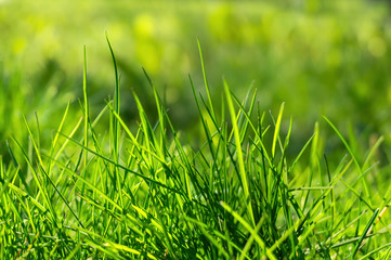 young fresh green spring grass under the sunshine on blurred bokeh background